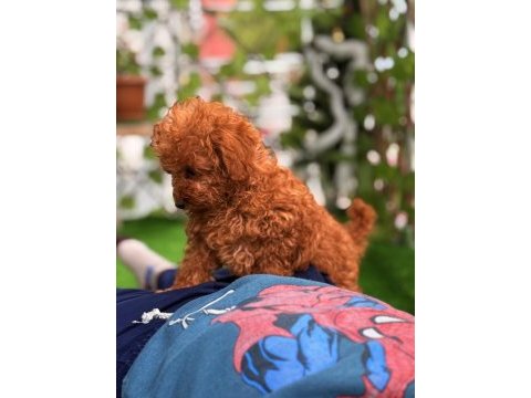 Toy poodle erkek ve dişi