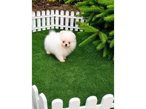 Teacup pomeranian erkek yavru