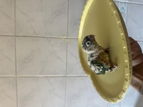 El besleme konur papağanı