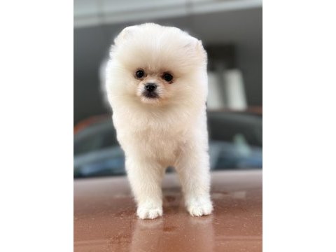 A class üst düzey pomeranian yavrular