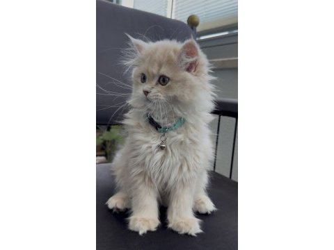 British longhair cy11 anne baba şecereli yavru