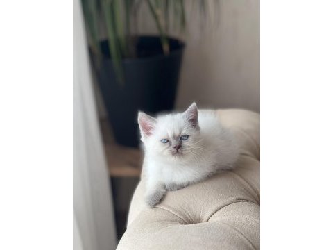 A kalite british shorthair blue point