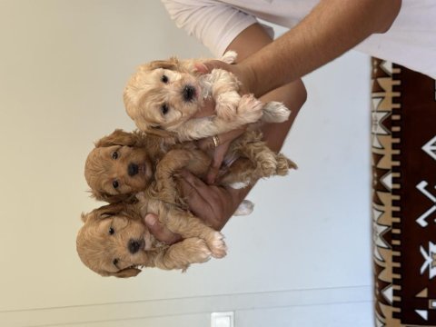 Sağlıklı orijinal maltipoo