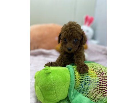 Siyah red ve red brown dişi erkek poodle yavrularımız