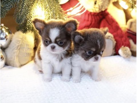 Safkan mini chihuahua yavrularımız