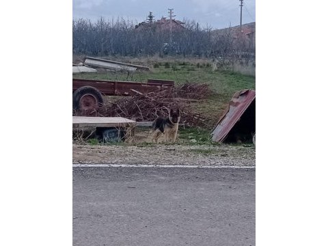 5 aylık alman kurdu