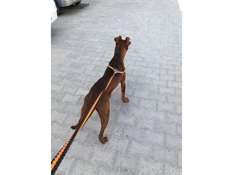 Dişi doberman