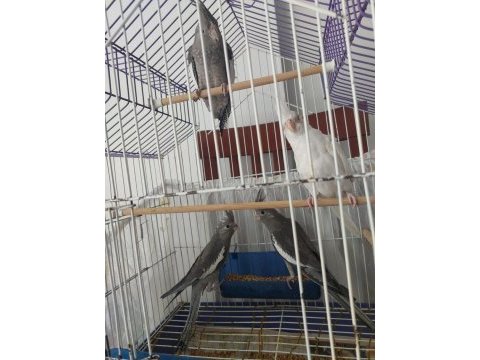 3 aylık sultan papağanı yavrular