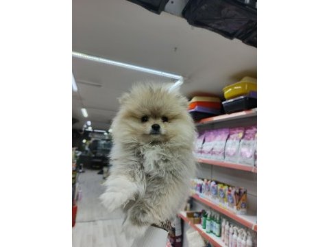 Yeni yuvalarına gitmeye hazır pomeranian