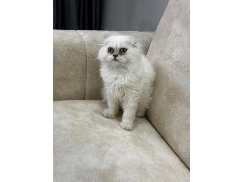 A kalite safkan scottish fold longhair silver point erkek
