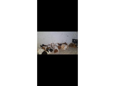 Ginepig ve tavşan çiftliği