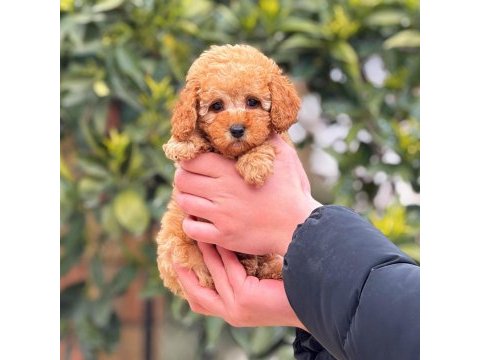 2 aylık altın dişi toy poodle yavrumuz