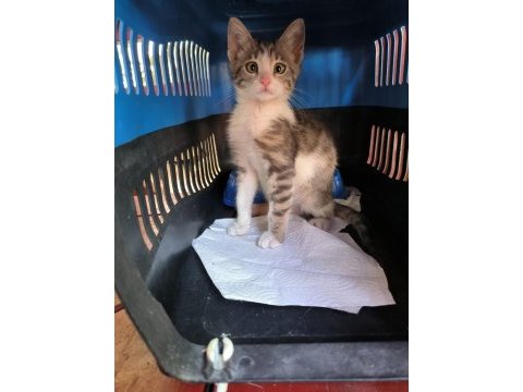 Veteriner kliniği ücretsiz kedi sahiplendirme