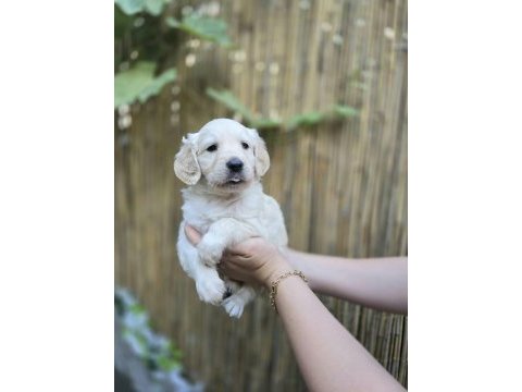 Bebek surat golden retriever erkek ve dişi yavrular