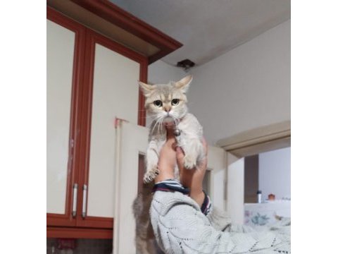 Güzel kızımız yeni yuvasını arıyor british shorthair