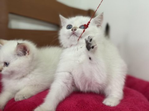 En güzel british shorthair ve longhair yavrular