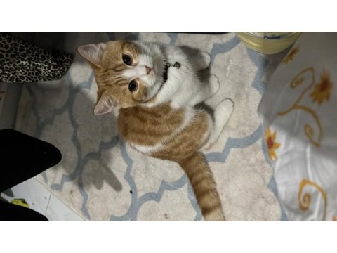 Ücretsiz acil sahiplendirme kedimiz