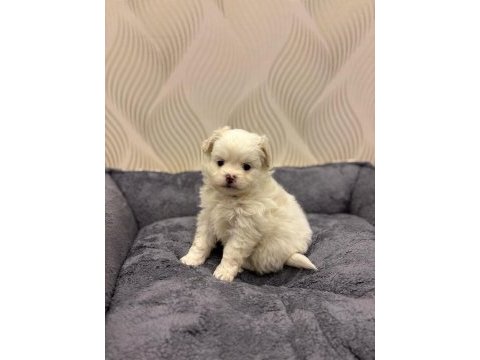 Çok tatlı 2 aylık dişi ve erkek terrier yavrular