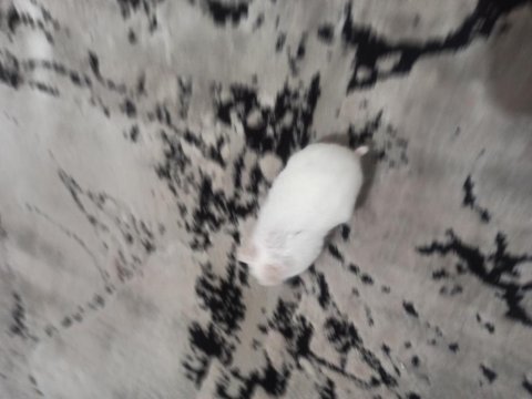 Beyaz gonzales hamster