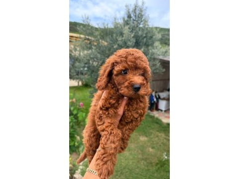 Poodle bebekler