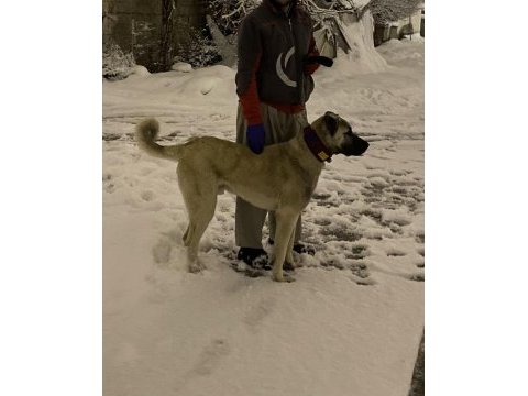 Çok güzel kangal yavru 7 aylık