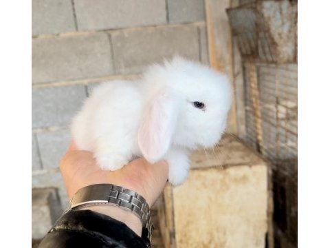 Hollanda tavşanı teddy blue ve beyaz mavi göz