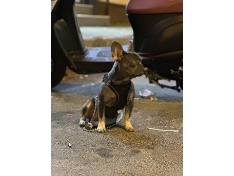 Blue tan (isabella carrier) french bulldog