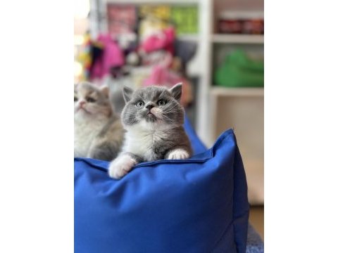 Top kafa kısa kulak white bicolor british shorthair