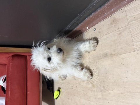 Maltipoo köpeği