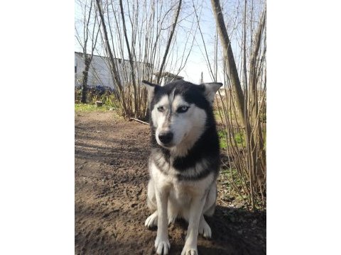 Husky köpeğimize yeni yuva arıyoruz