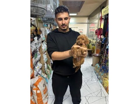 Üst kalite toy poodle yavrular