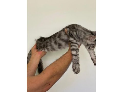 Mco dişi silver tabby blotches