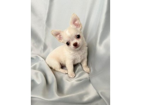 Krem beyaz chihuahua (şivava erkek) bebiş