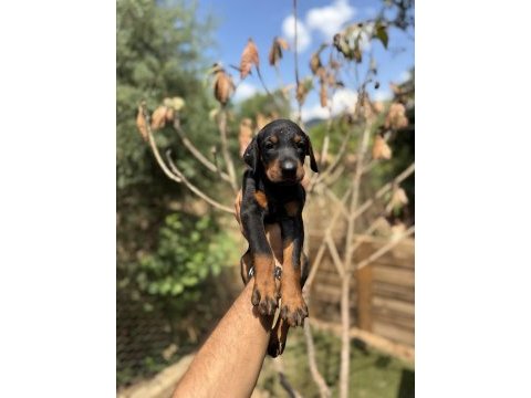 Doberman yavrularımız