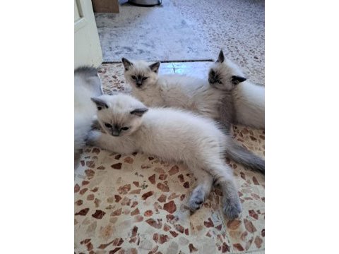 British longhair yavrular teslime hazır