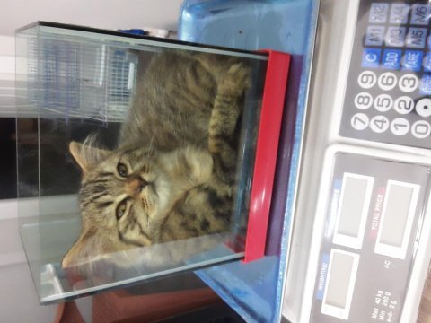 British longhair yavrular british shorthair yavrular