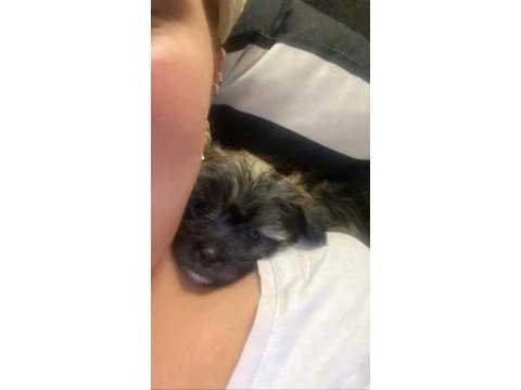 Terrier yavrularıma iyi bakacak birilerini arıyorum