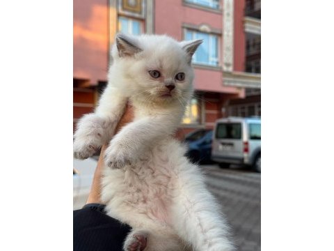 Sevimli british shorthair bebekler