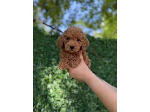 Minik kalpli poodle patimin kocaman sevgisi