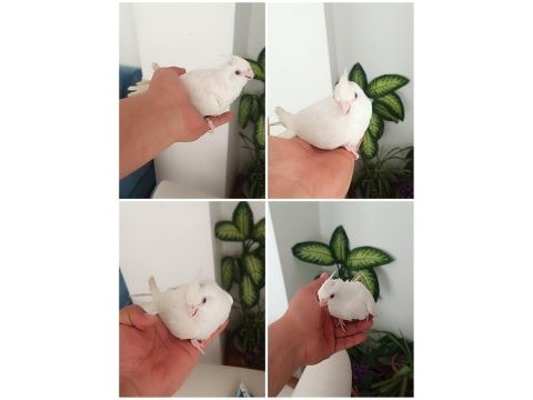 Bebek albino sultan papağanı pamuk evcil ev üretimi