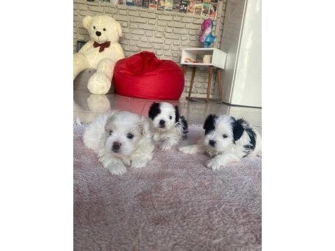 3 bebek köpeğimize yuva arıyoruz