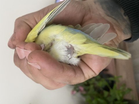 Evleneceğim için uyguna sevda papağanımız