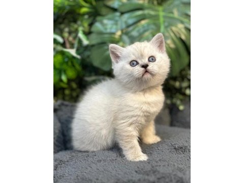 British shorthair ny1133 dişi