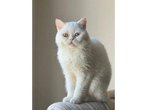3 yaşında erkek odd eyes british shorthair