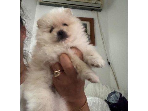 Pomeranian kızım sahibini arıyor uygun