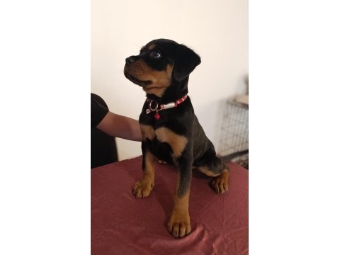 A şecereli dişi rottweiler