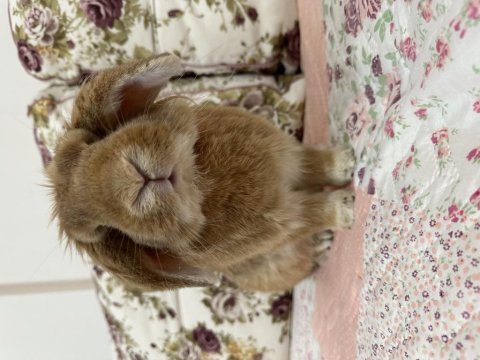 2 yaşında hollanda lop taşvan (tuvalet eğitimli)