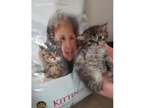 Orjinal ırkta, nadir bulunan bir cins british longhair