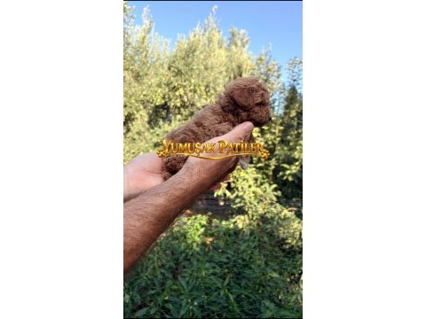 Sevimli ırk toy poodle
