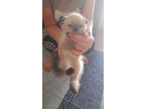 Çikolata point erkek yavru scottish fold